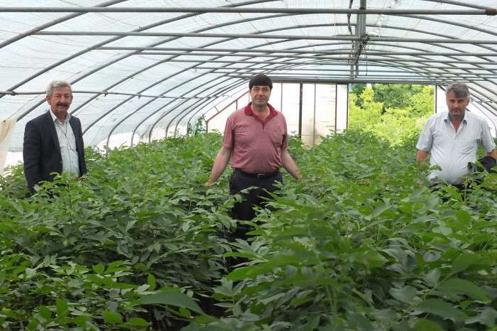 Ülkenin ceviz fidanı ihtiyacının yüzde 95’ini karşılıyorlar