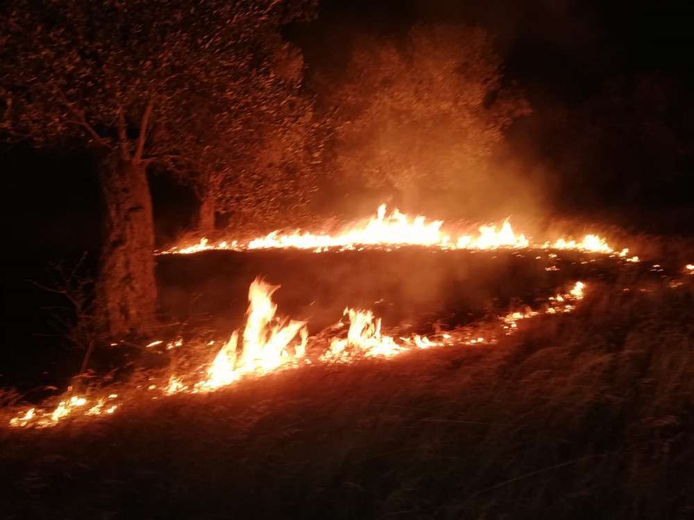 Zeytinlik alandaki örtü yangını söndürüldü